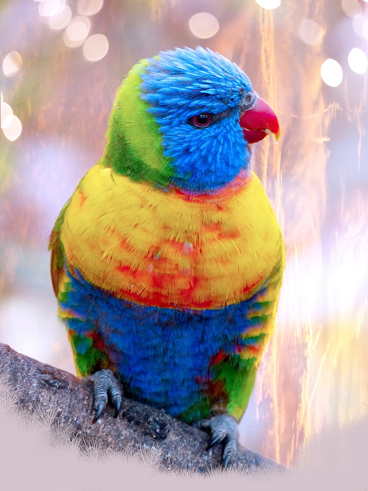 multicolored bird at daytime