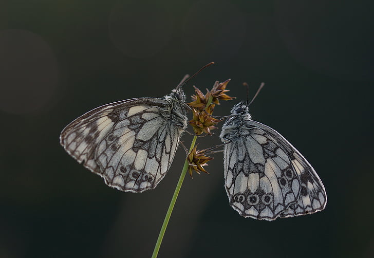 closeup photography of two gray butterflies