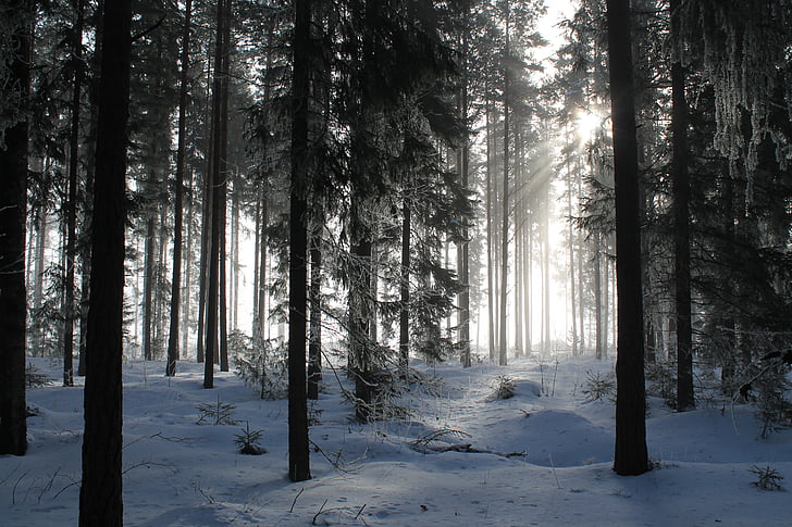 landscape photo of forest during winter