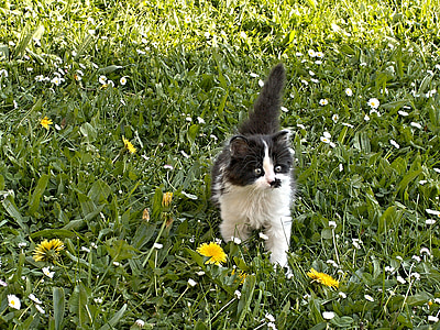 black and white cat walking on grass
