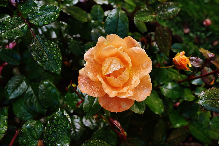 orange rose with dew drops at daytime