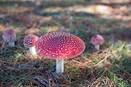 shallow focus photography of red mushrooms on soil