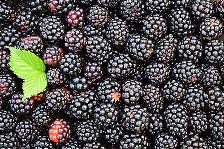 shallow focus photography of raspberries