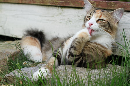 calico cat licking paw while lying on ground beside grass at daytime