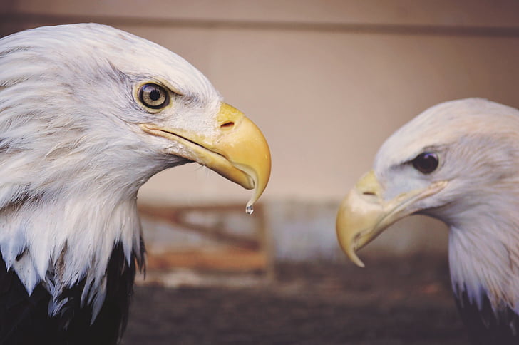 American Eagle photography
