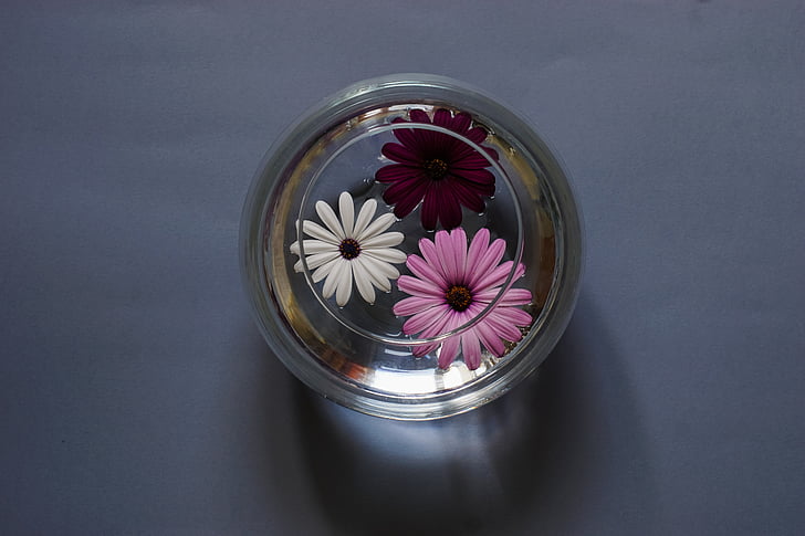 three assorted-color flowers in round clear glass case