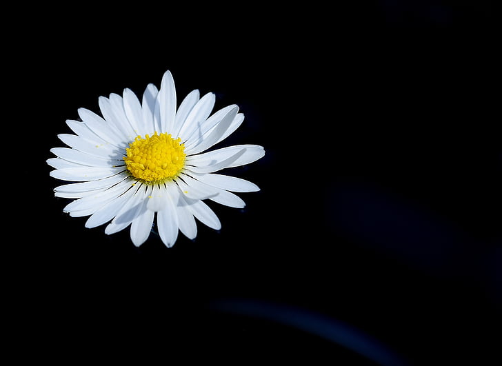 white daisy flower with black background