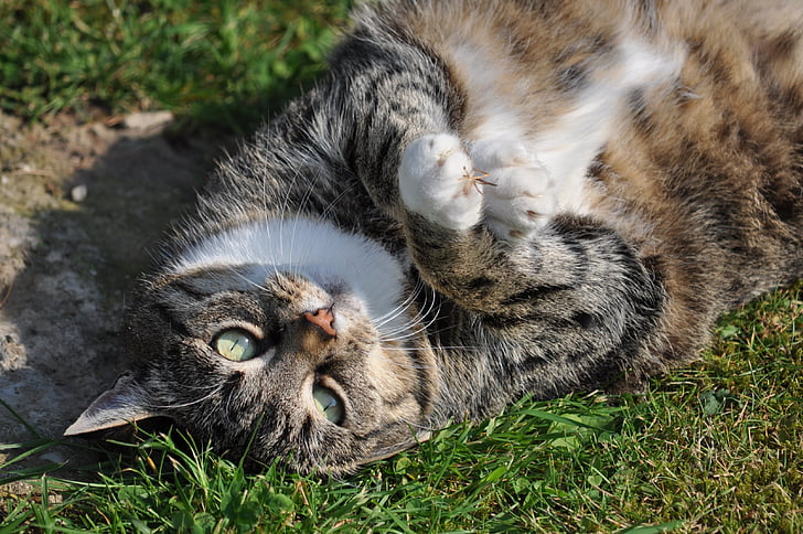 photo of silver tabby ca lying on grass
