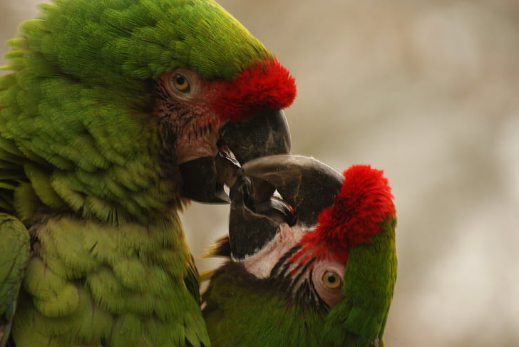 selective focus photography of red-fronted macaws