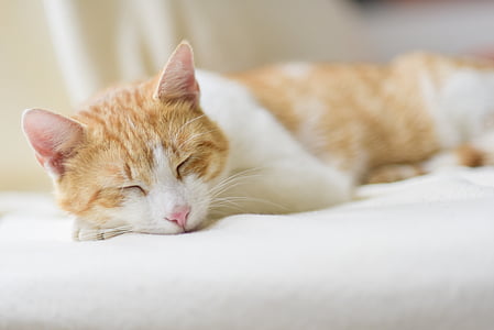 white and orange tabby cat sleeping on cushion