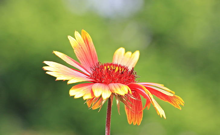 shallow focus photography of yellow and red blanket flower