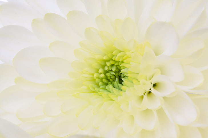 closeup photo of white and green petal flower