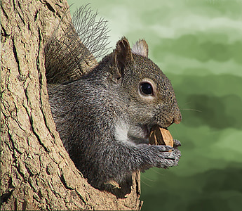 brown squirrel holding nut