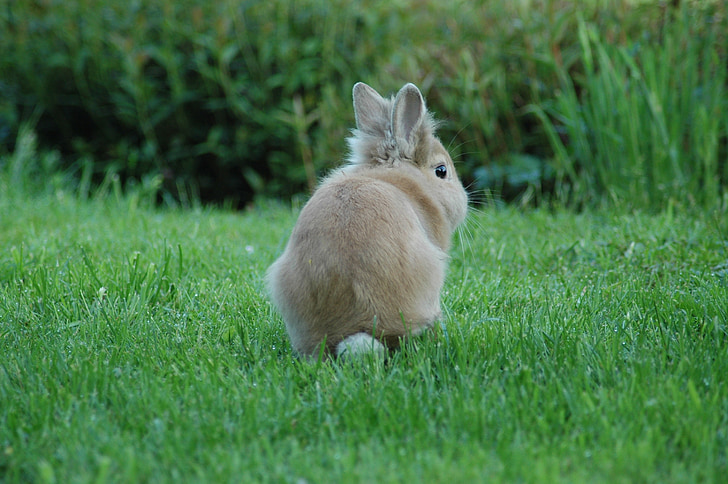 photography of bunny on lawn