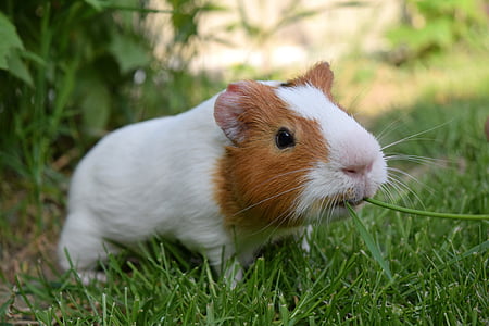 white and brown guinea pig eating green grass at daytime
