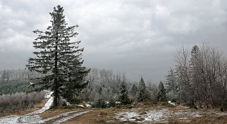 snow covered forest under cloudy sky