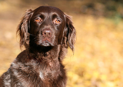 Royalty-Free photo: Medium dog sitting on wood log | PickPik