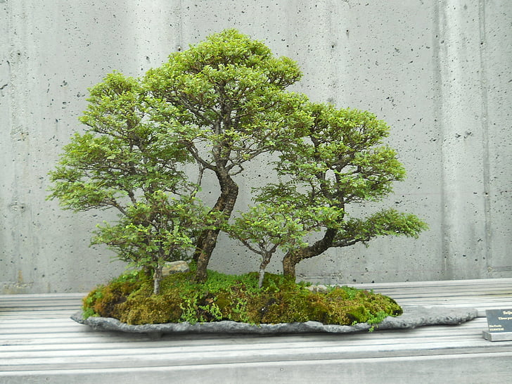 green bonsai plant