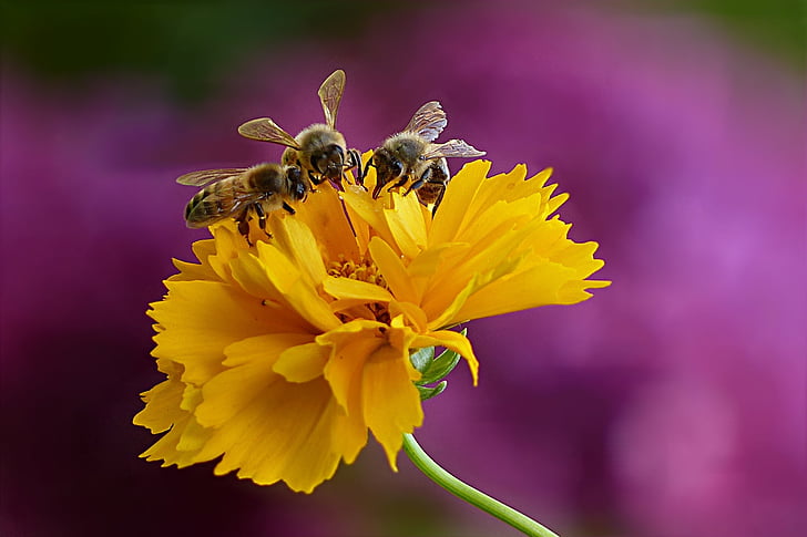closeup photo of three bee on yellow petaled flower