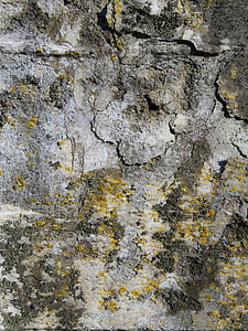 photograph of concrete coated by algae