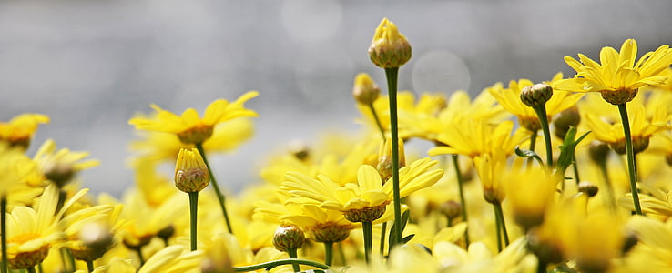 closeup photography of yellow daisies