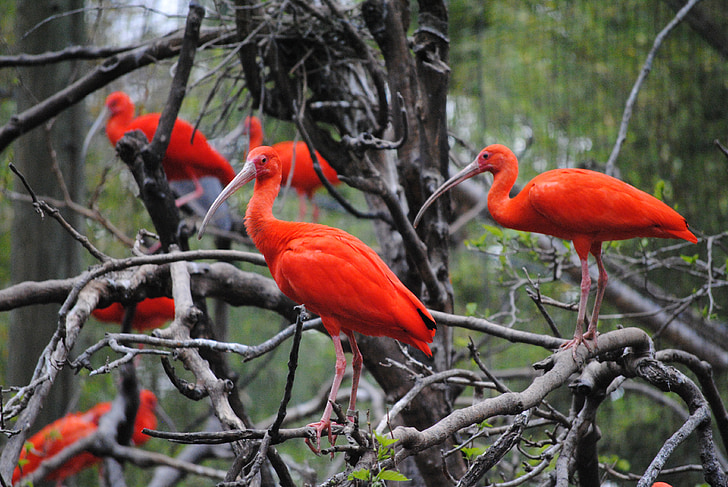 flock of long-beak red birds