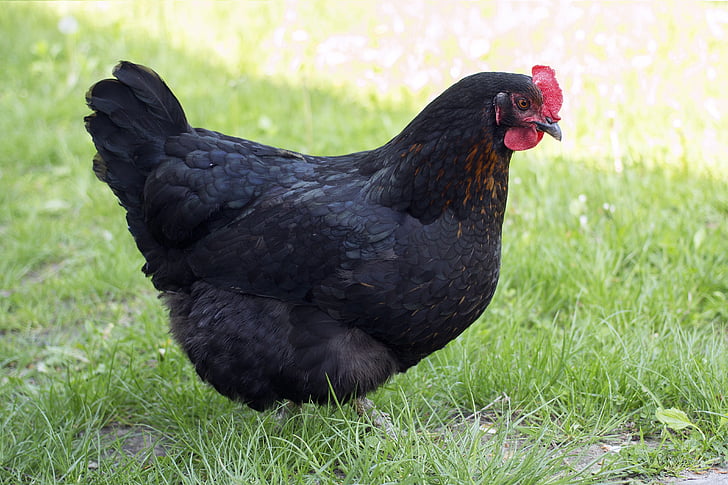 black chicken on grass field