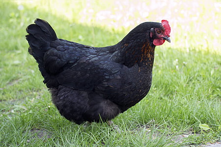 black chicken on grass field