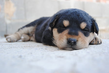 black and brown Rottweiler puppy sleeping