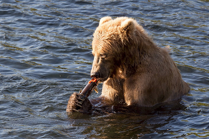 brown bear eating gray fish in body of water during daytime