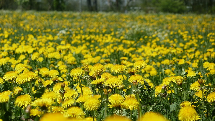 bed of yellow petaled flowers