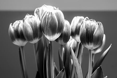 grayscale photo of tulip flowers