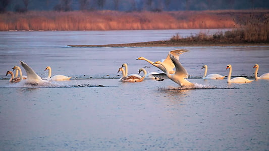 flock of mute swans in sea