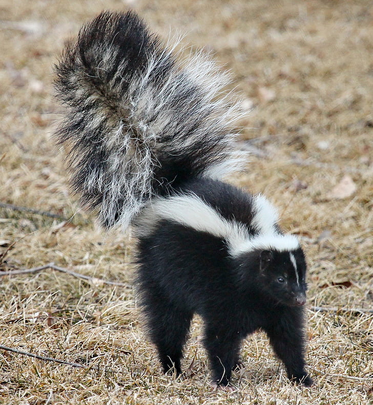 white and black skunk in daytime