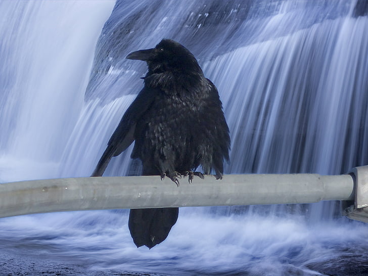 black bird on gray rod with a background of waterfalls