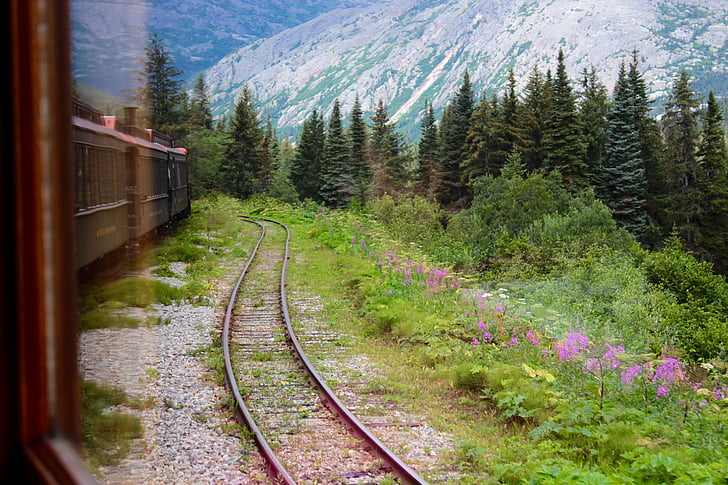 railway beside plants with pink flowers