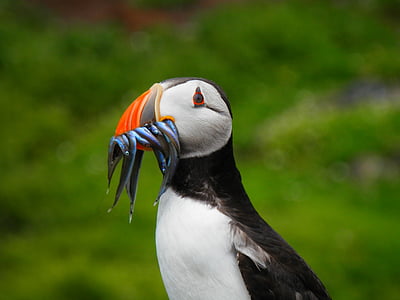 selective focus photography of Atlantic puffin