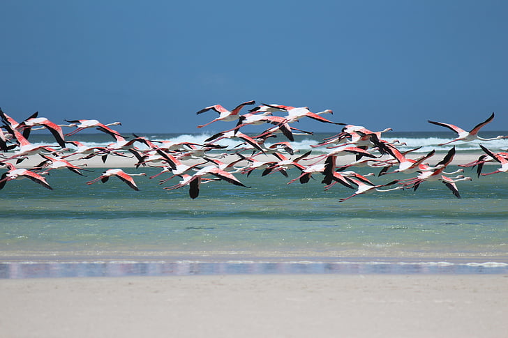 flock of flamingos flying above shore