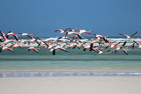 flock of flamingos flying above shore