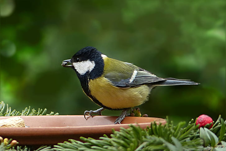 focus photo of green-backed tit bird perching on brown bird feeder