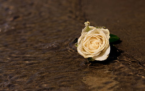 white rose flower on brown surface