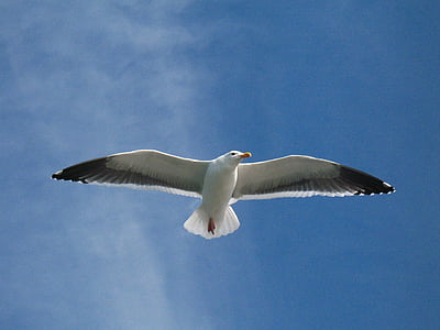 low angle photography white bird on sky