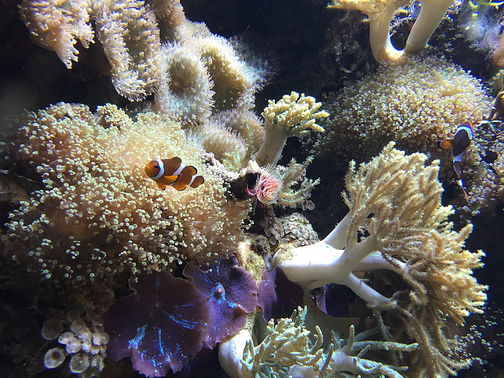 clown fish on sea anemone