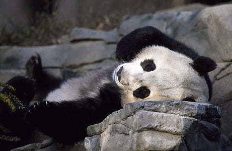panda lying on stone