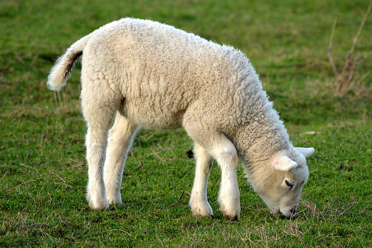 white lamb on eating grass