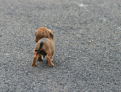 small short coated brown puppy standing on ground