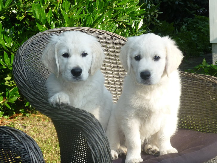 two white Labrador retriever puppies sitting on wicker chair