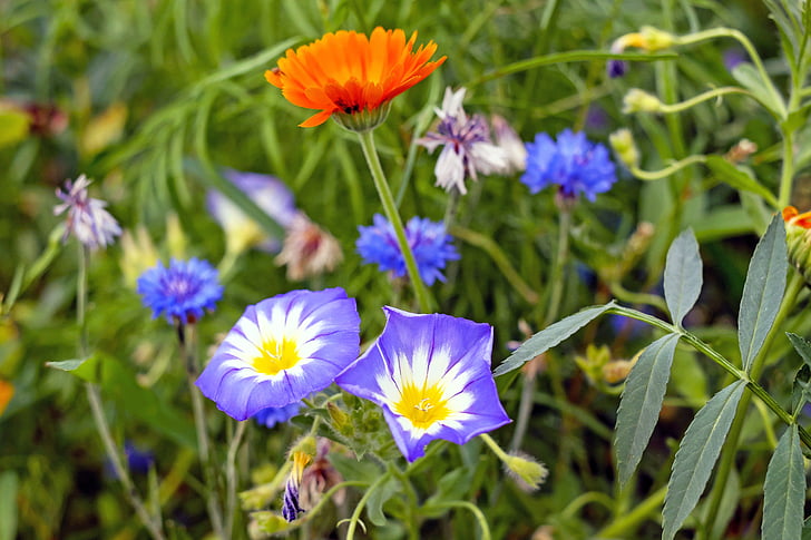 shallow focus photography of purple and orange flowers