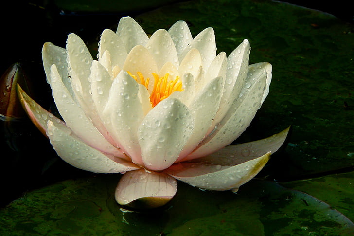 white waterlily flowers with water dew