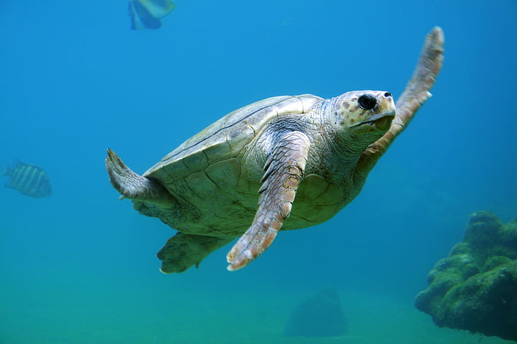 sea turtle under the water